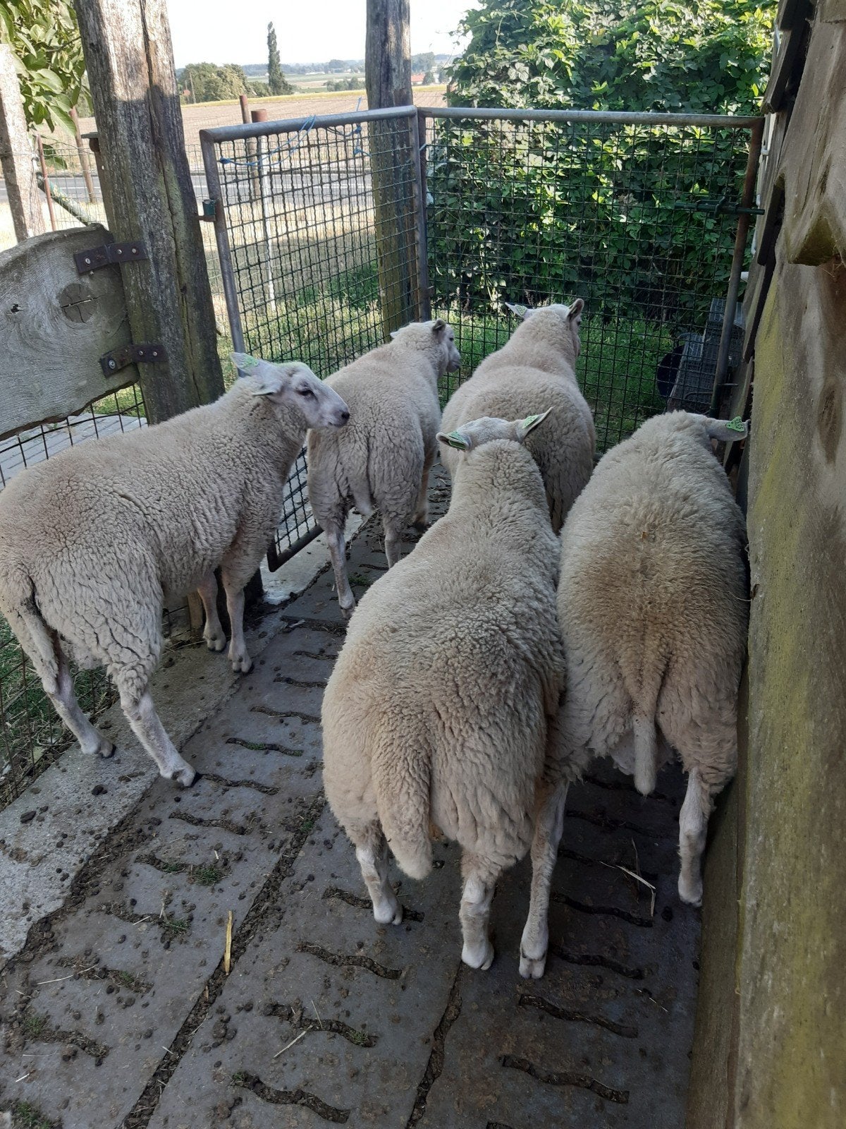 5 lammerem bokken, Dieren en Toebehoren, Schapen, Geiten en Varkens, Mannelijk, Schaap