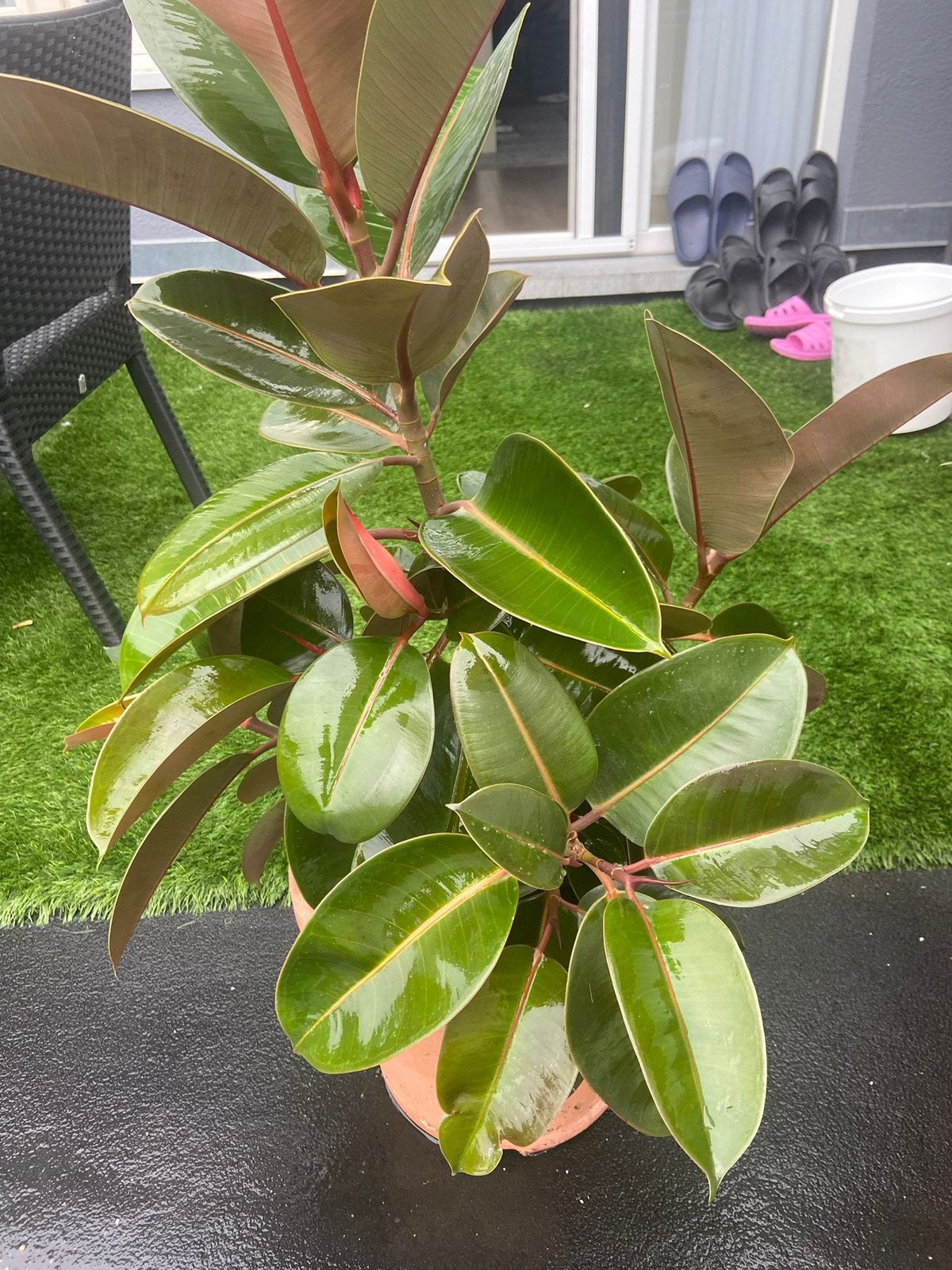 Plante intérieur, Enlèvement