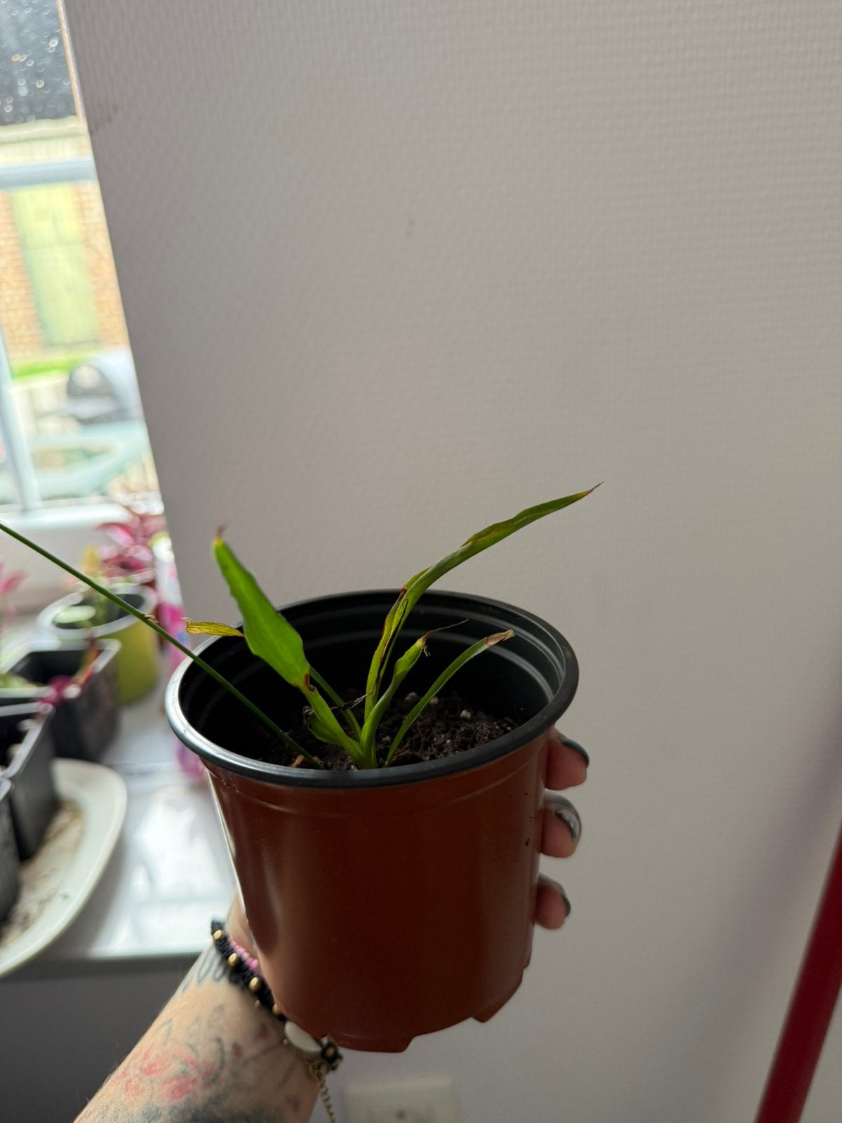 Plantes arraignée, Maison & Meubles, Plantes d'intérieur, Autres espèces, En pot, Enlèvement ou Envoi, Moins de 100 cm