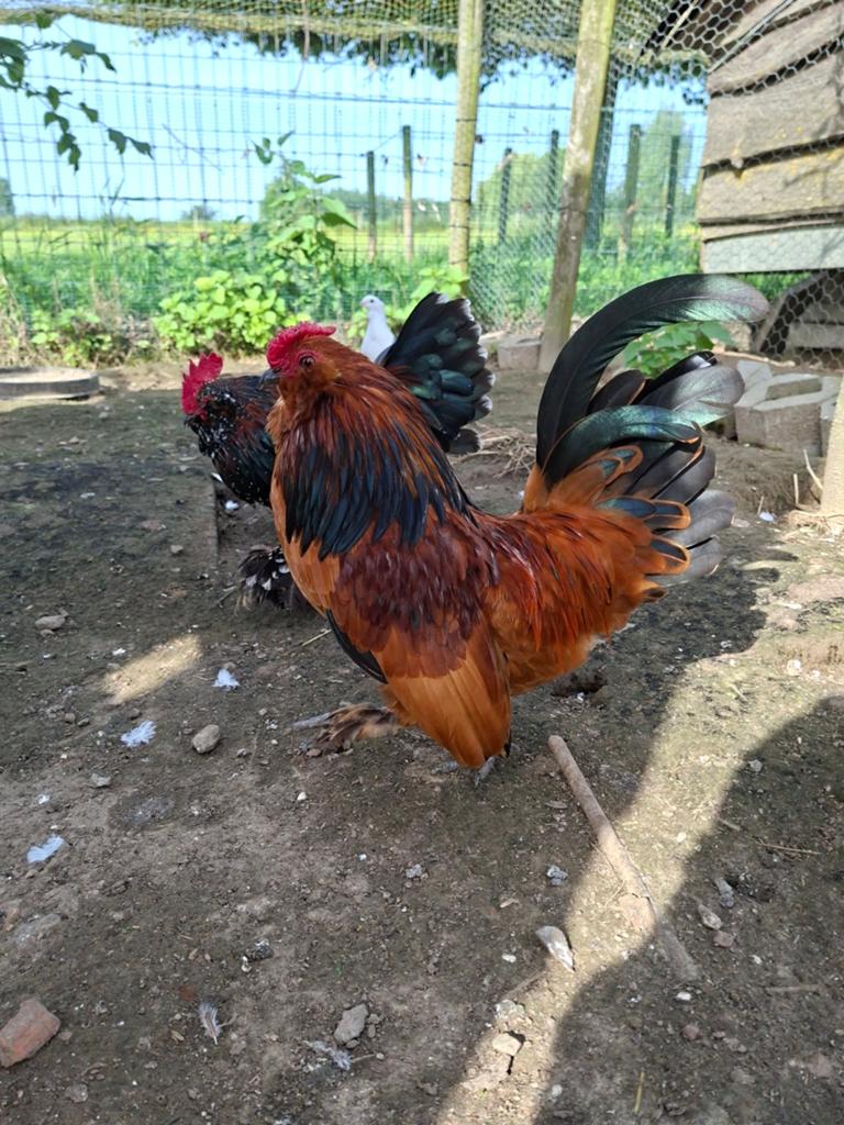 3 hanen ukkelse baardkriel