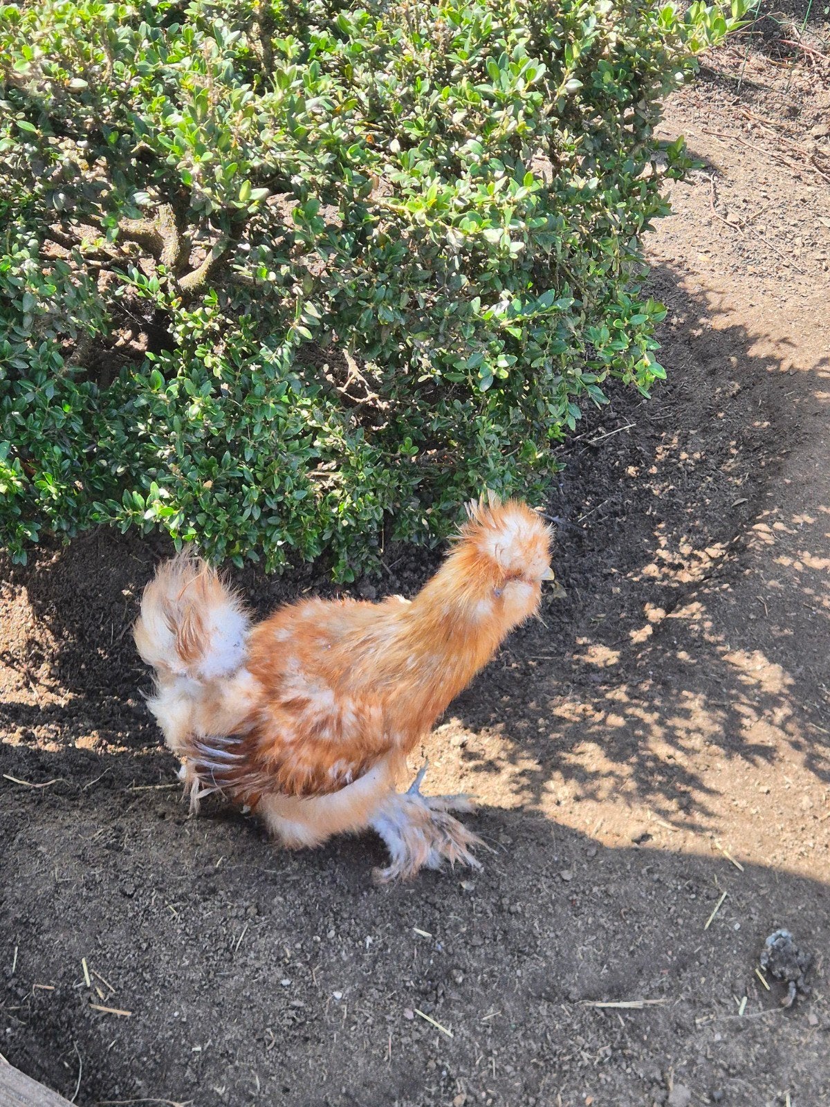 zijdehoen haantje, Dieren en Toebehoren, Pluimvee