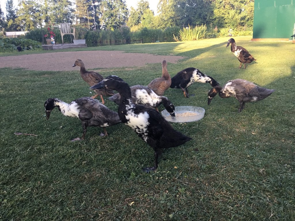 Indische loopeenden te koop 5 euro stuk, Dieren en Toebehoren