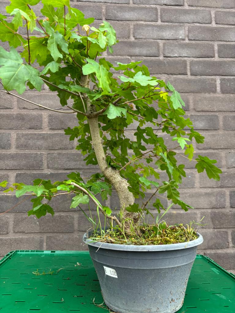 Bonsai acer campestre, Tuin en Terras, Halfschaduw, Overige soorten, Minder dan 100 cm, Ophalen