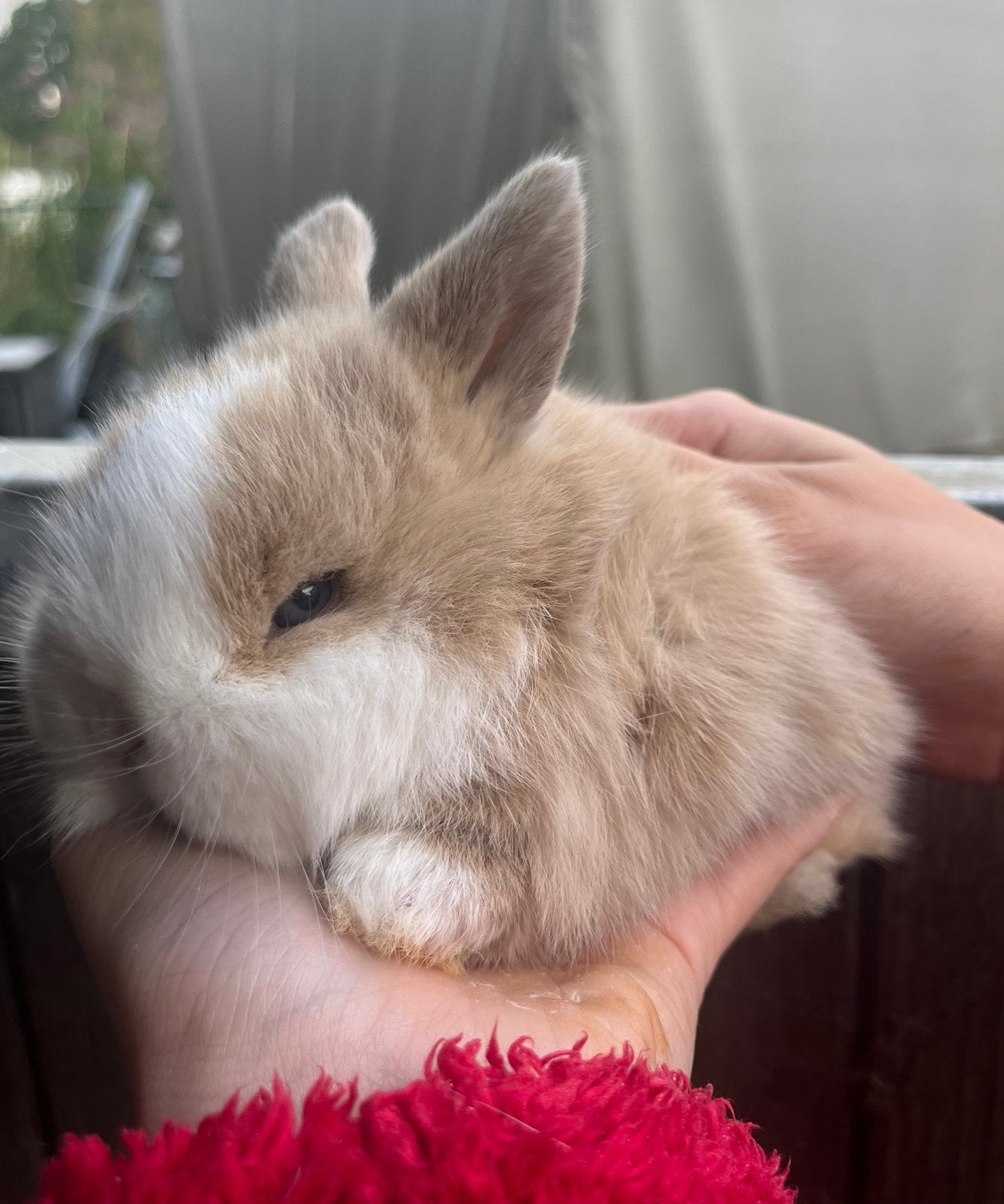Nederlands hangoordwerg/ minnilop rammetje, Dieren en Toebehoren, Hangoor