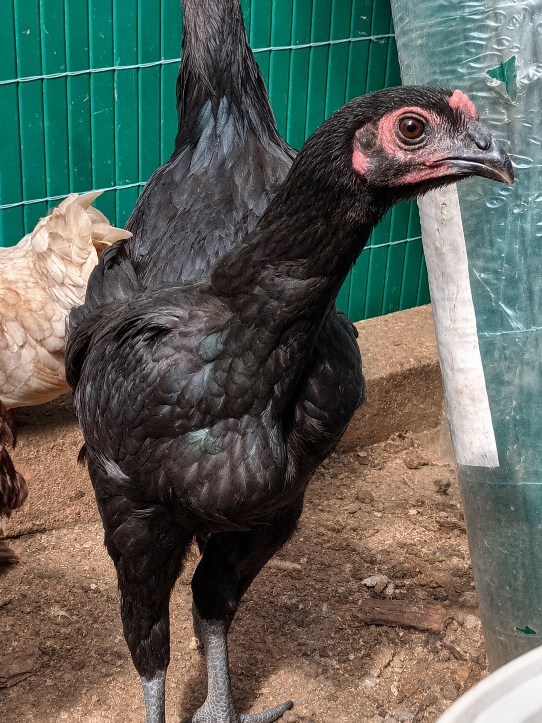 Shamo x Ayam Cemani, Dieren en Toebehoren, Pluimvee, Kip