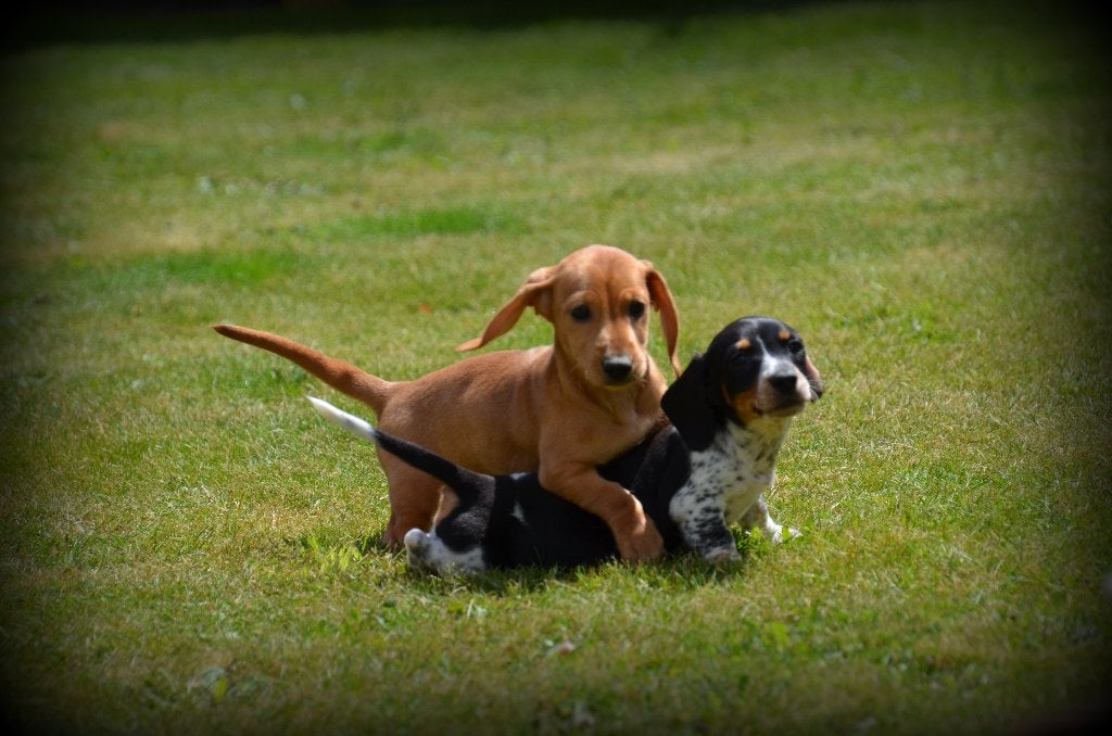 Teckel pups korthaar, Dieren en Toebehoren, Honden | Teckels en Dashonden, Parvo, België, 8 tot 15 weken, Korthaar