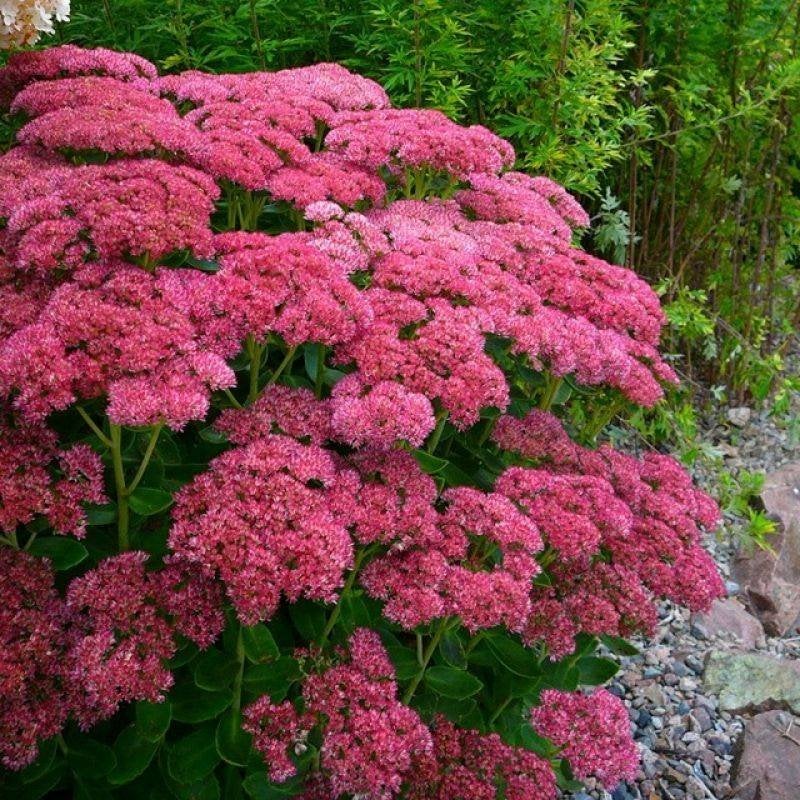 Sedum 'Herfstfreude', Tuin en Terras, Planten | Tuinplanten, Ophalen, Vaste plant, Volle zon