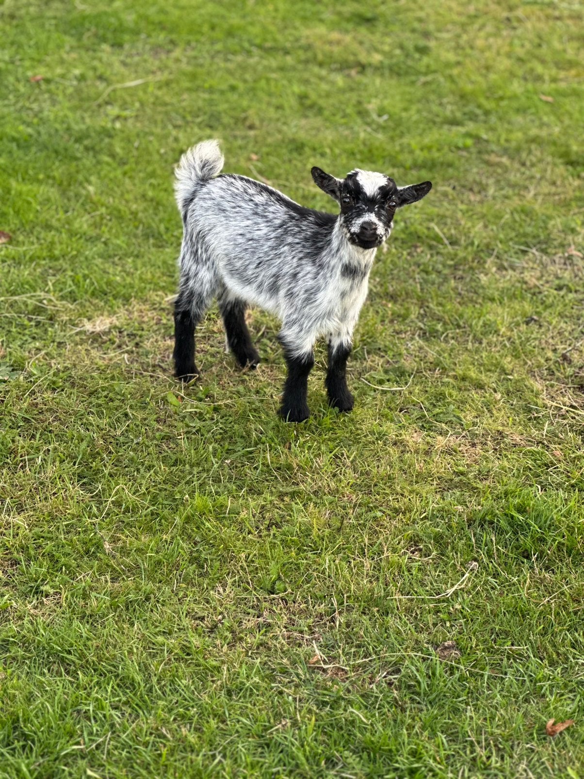 Dwerggeit hermelijn mieke, Femelle, Chèvre, 0 à 2 ans