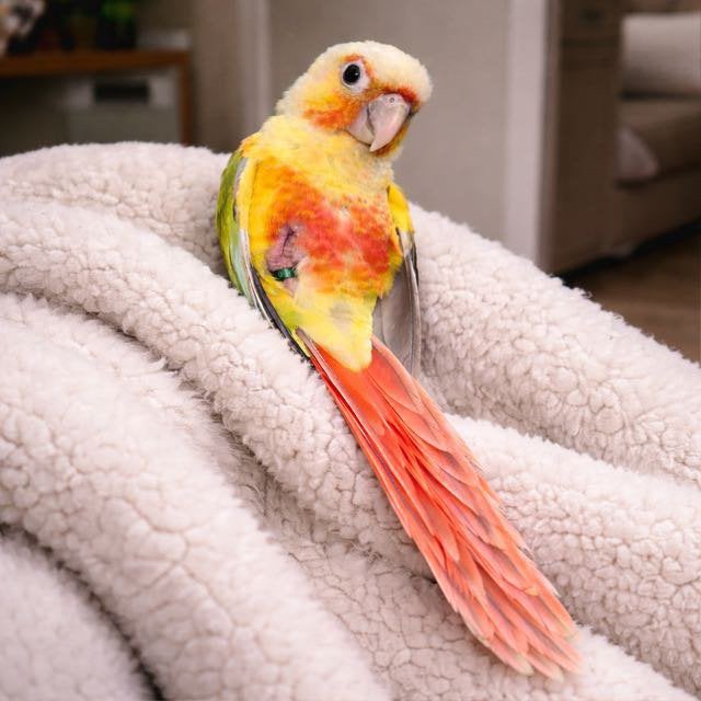Pyrrhura conure, Animaux & Accessoires, Oiseaux | Perruches & Perroquets, Perroquet, Sexe inconnu, Domestique