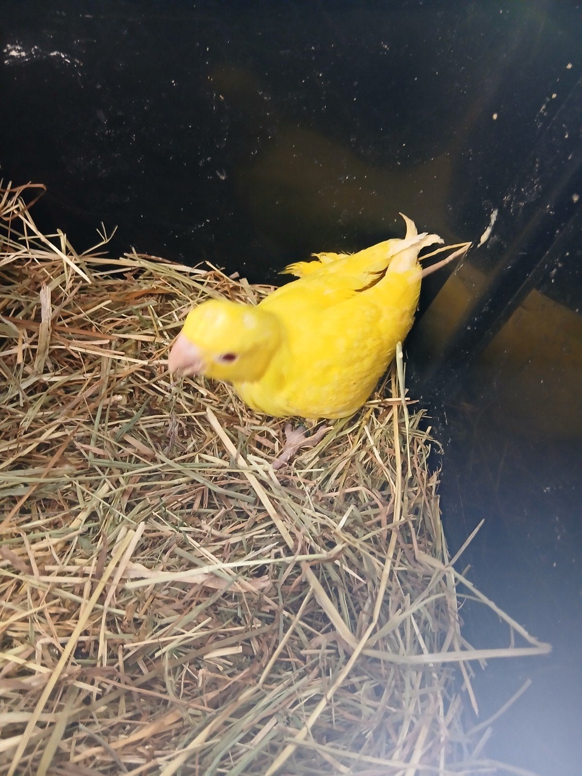Halsbandparkiet voor handopfok, Dieren en Toebehoren, Vogels | Parkieten en Papegaaien, Geslacht onbekend, Parkiet, Geringd