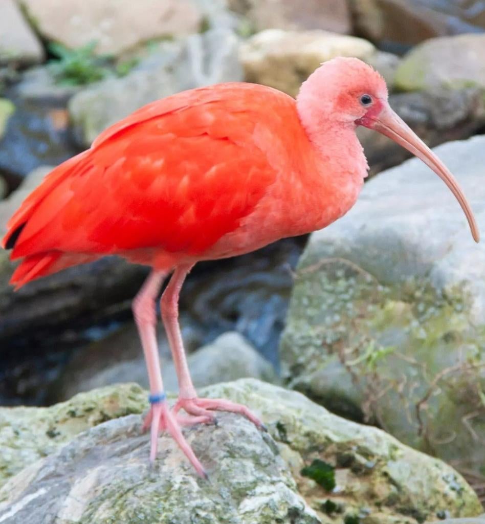 GEZOCHT: Rode Ibissen, Meerdere dieren, Tropenvogel, Geringd