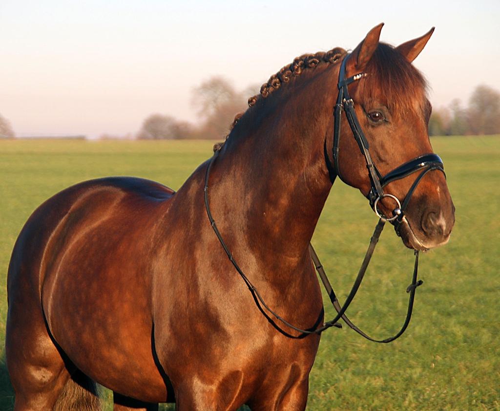 Profi-Rider Ares Hoofdstel Lak Zwart Cob + Full SALE!, Dieren en Toebehoren, Ophalen of Verzenden, Nieuw