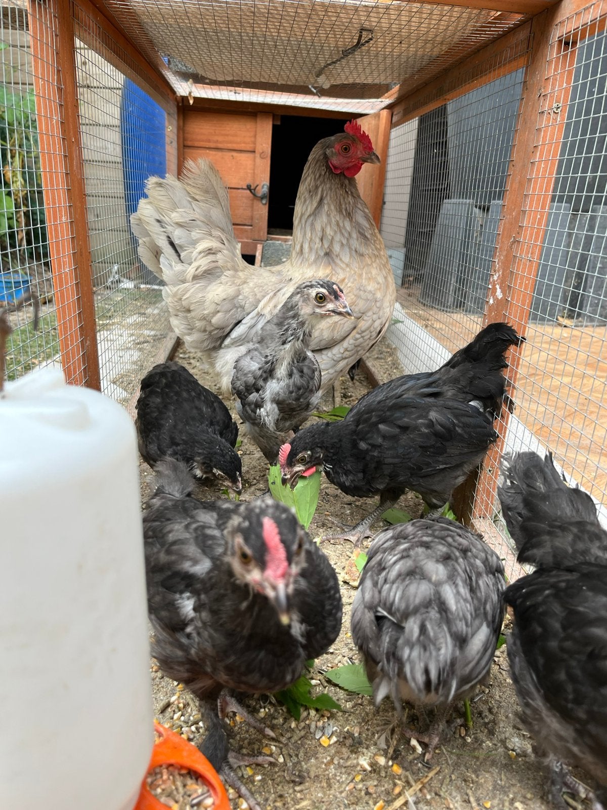Poulet pondeur avec 7 poussins, Animaux & Accessoires, Plusieurs animaux, Poule ou poulet