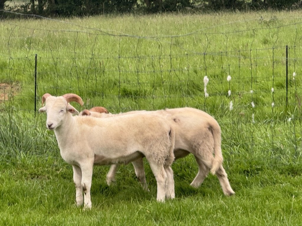 Wiltshire horn  lammeren, Plusieurs animaux, Mouton, 0 à 2 ans