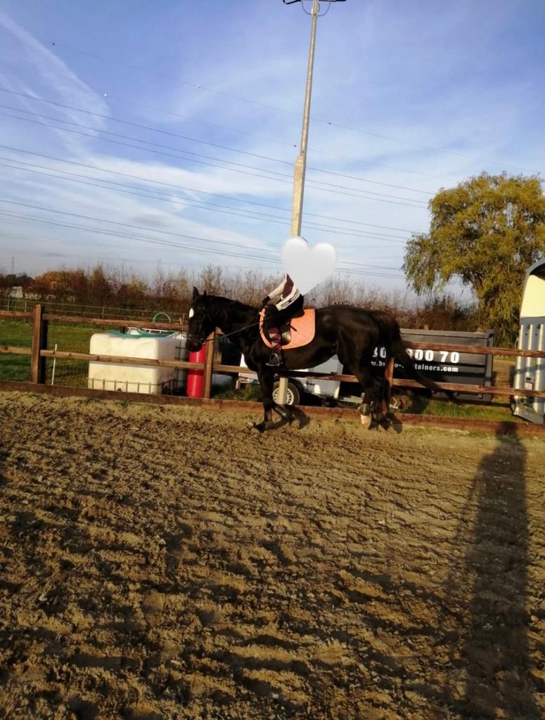 Bijrijd-/ Halve stal paard of pony gezocht, Dieren en Toebehoren, Paarden