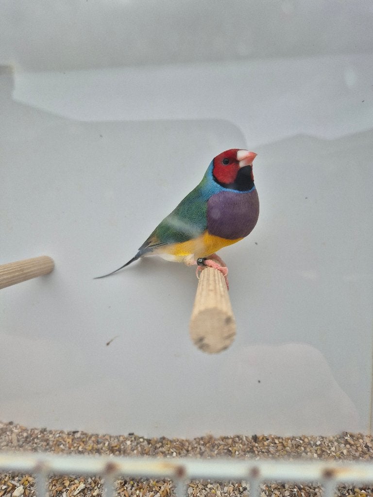 Gouldamadine, Dieren en Toebehoren
