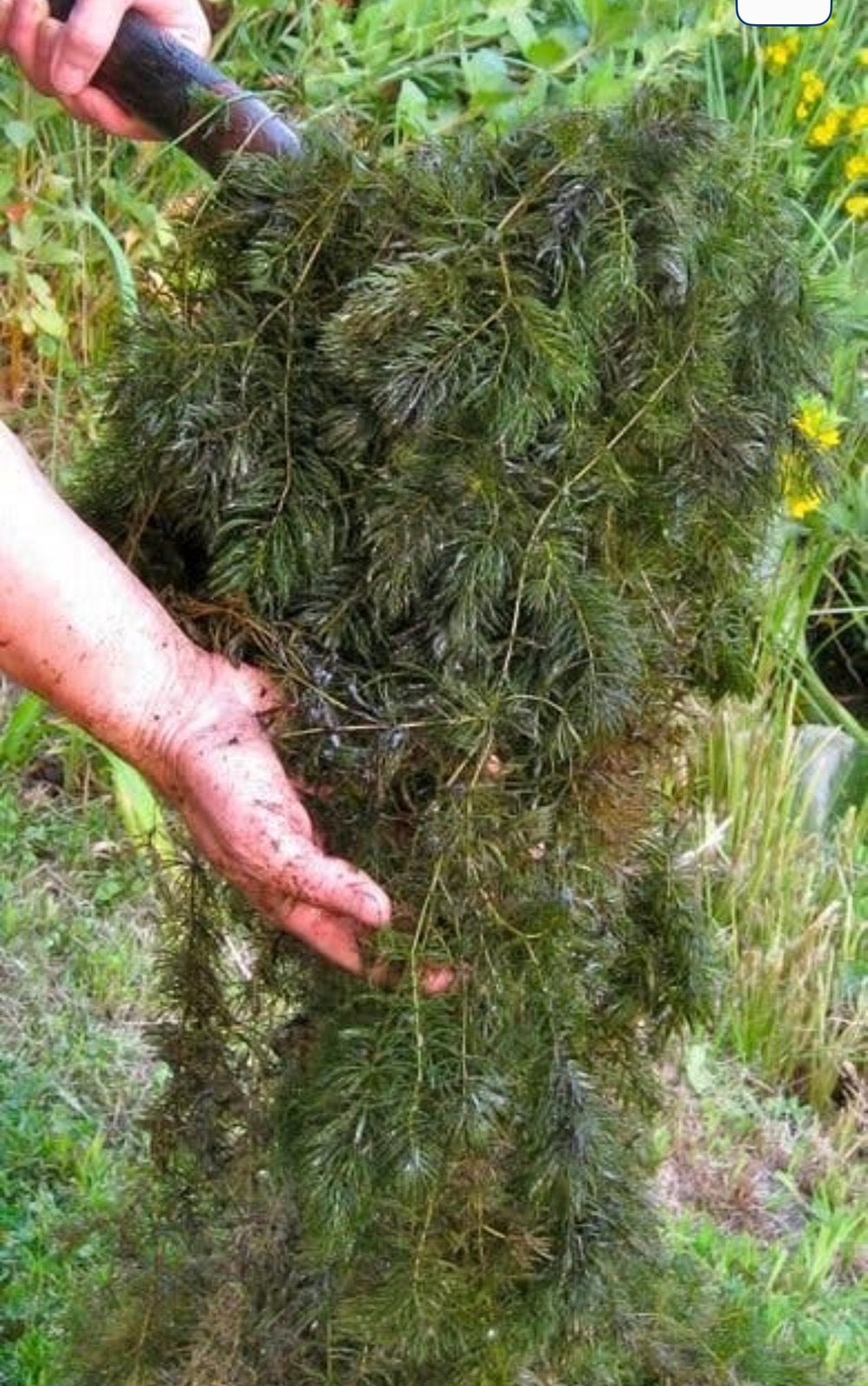 Vijverplanten die je vijver op één nacht helder maken, Tuin en Terras, Ophalen