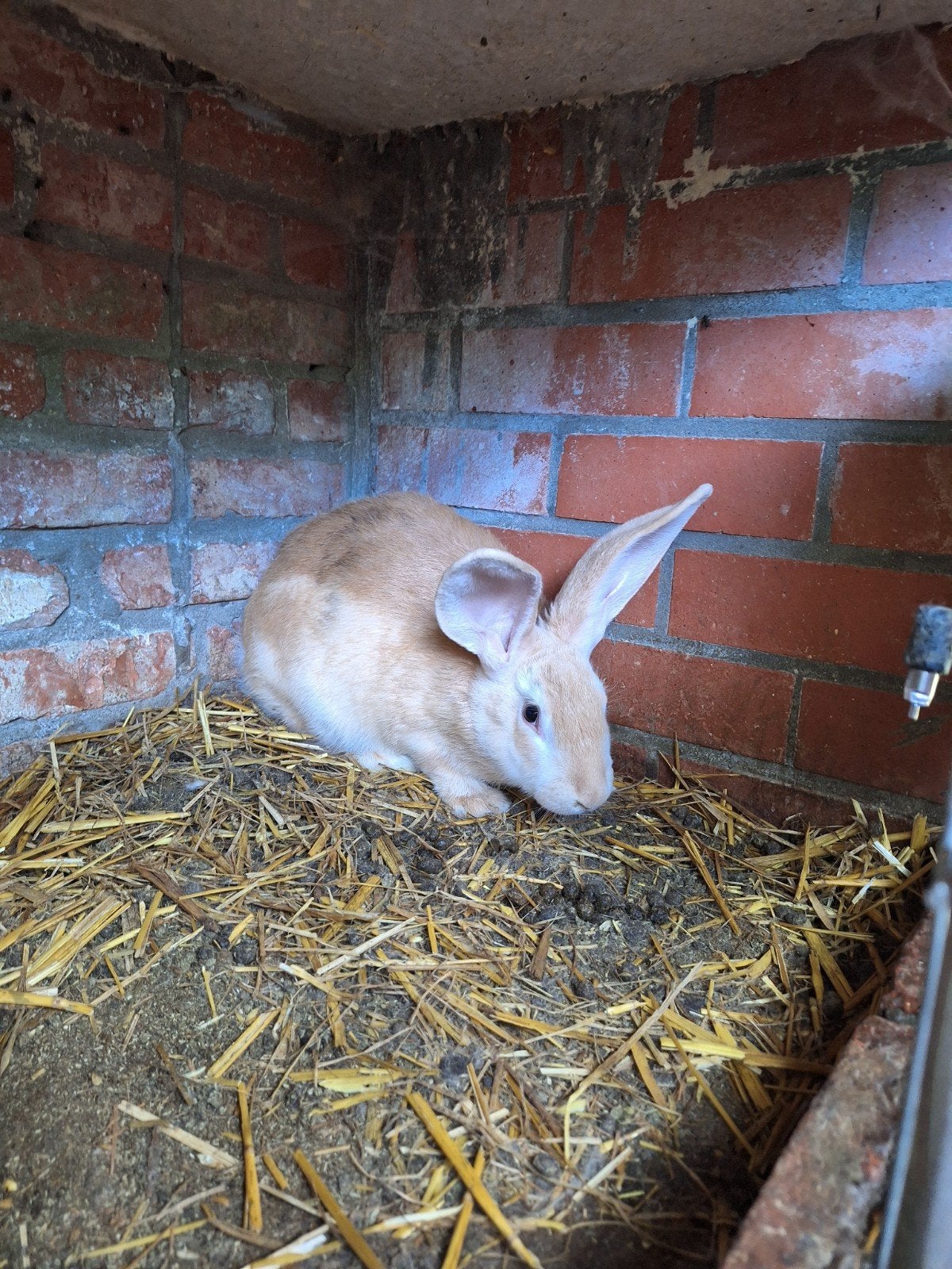 lapins adulte a vendre, Animaux & Accessoires, Lapins