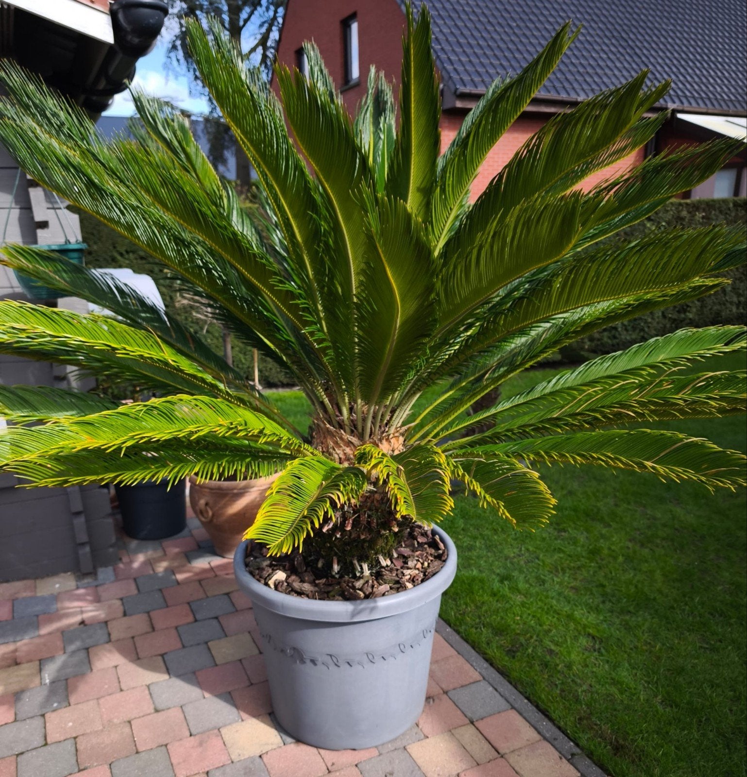 mooie grote gezonde cycas revoluta 170cm hoog vredespalm, Tuin en Terras, Ophalen