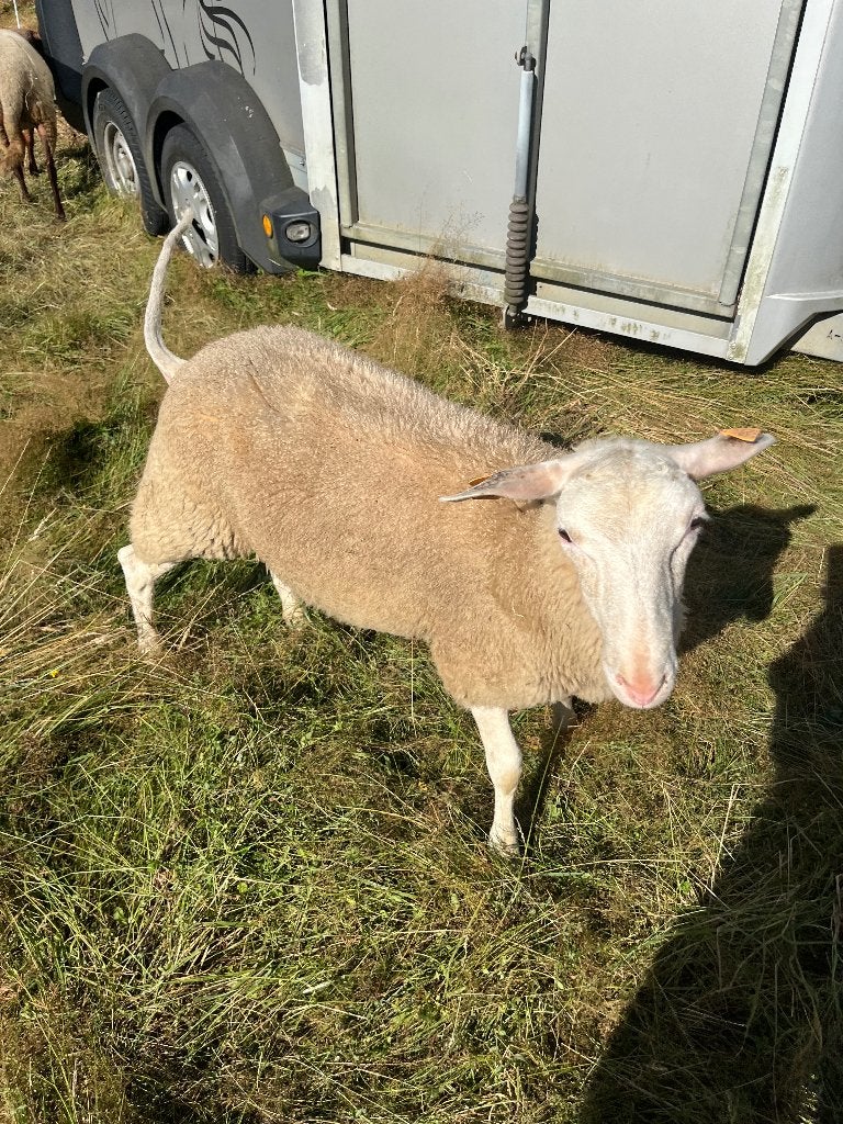 Melkschaap ramlam van februari, Dieren en Toebehoren, Schapen, Geiten en Varkens, Mannelijk, Schaap, 0 tot 2 jaar