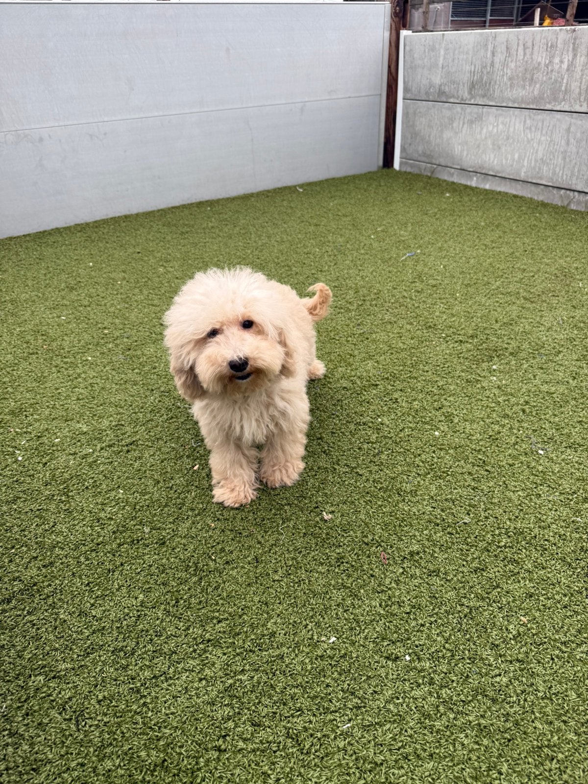Lieve maltipoo pups, Dieren en Toebehoren, België, 15 weken tot 1 jaar, Overige rassen, CDV (hondenziekte)