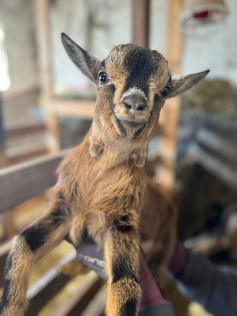 Geit Bok lam (gereserveerd), Mâle, Chèvre, 0 à 2 ans