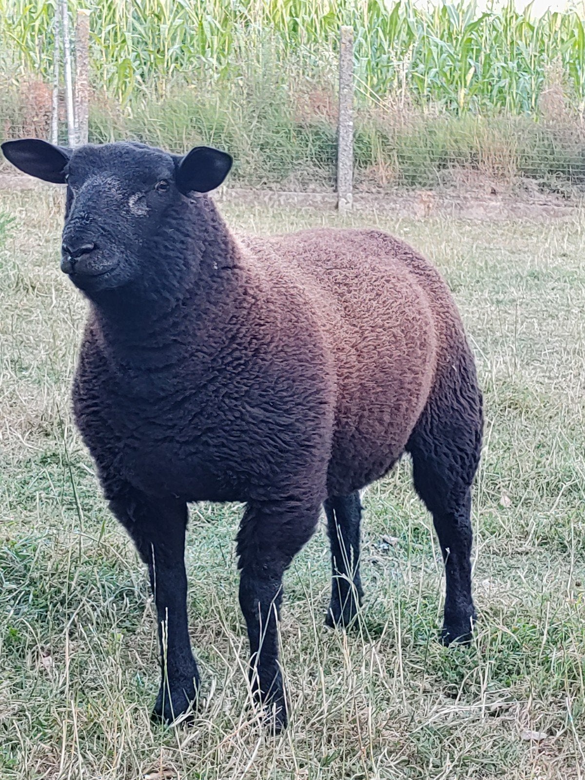 schaap (bok) te koop, Dieren en Toebehoren, Schaap