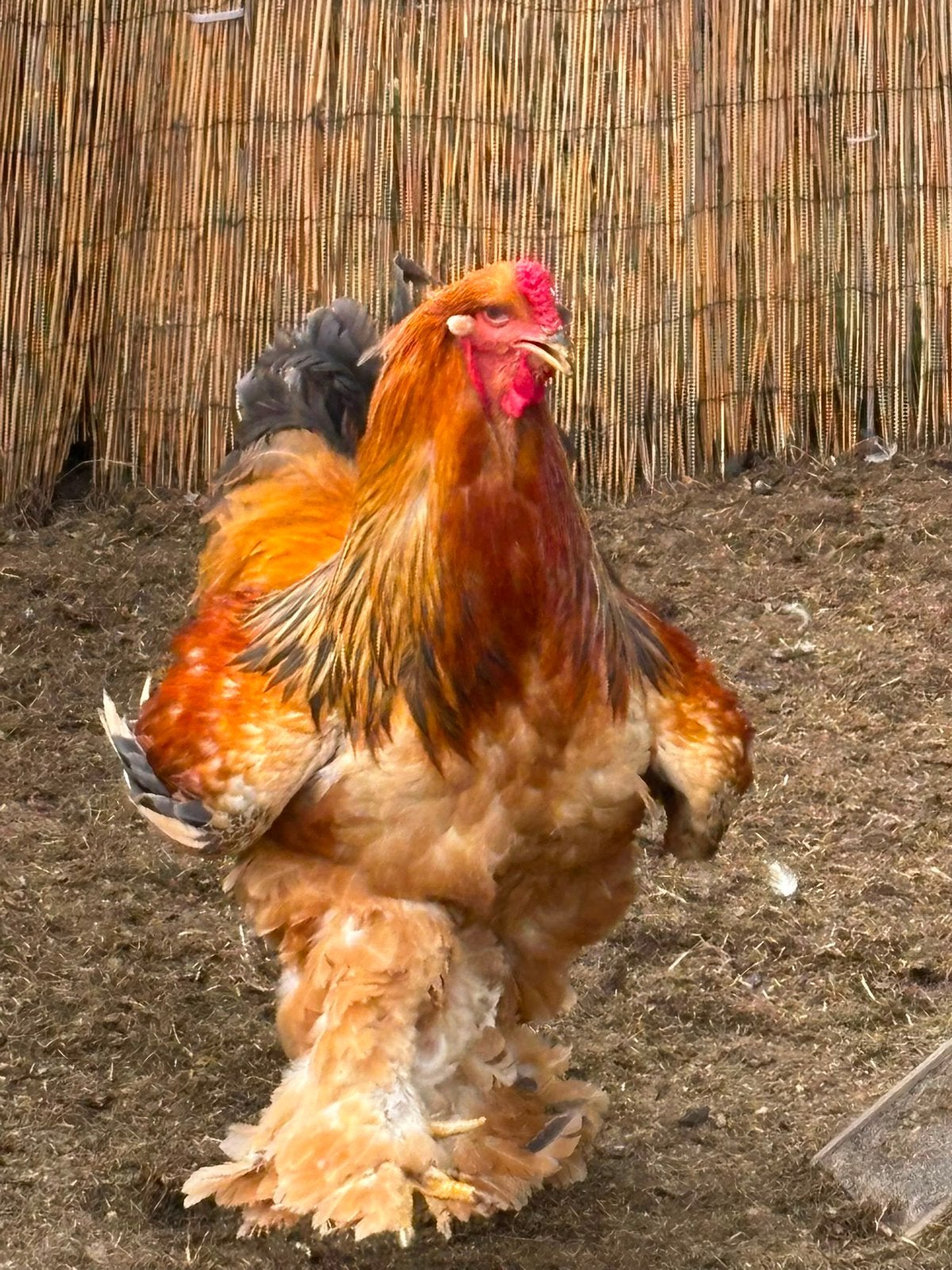 Brahma haan, Dieren en Toebehoren