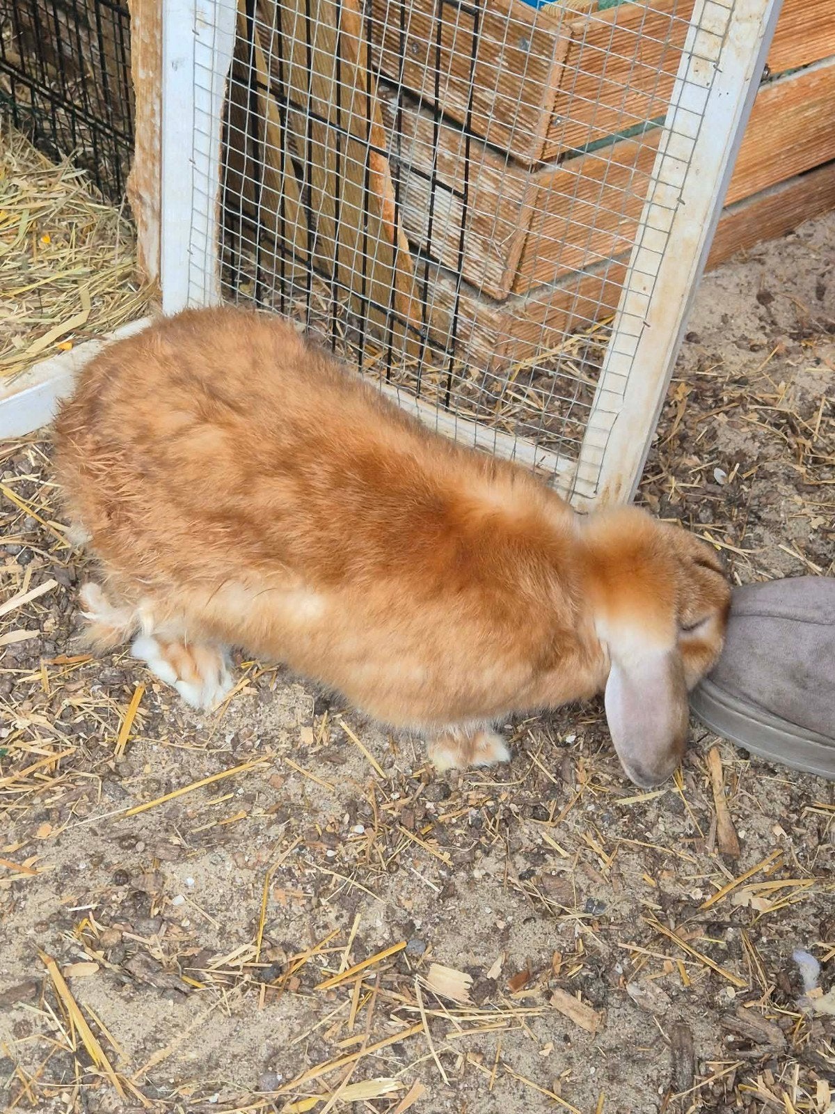 minilop rammelaar 1 jaar oud zoekt nieuwe thuis, Dieren en Toebehoren, Konijnen
