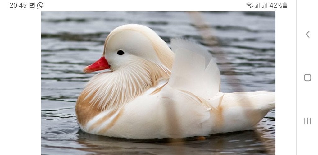witte mandarijneenden/ siereenden, Dieren en Toebehoren, Pluimvee
