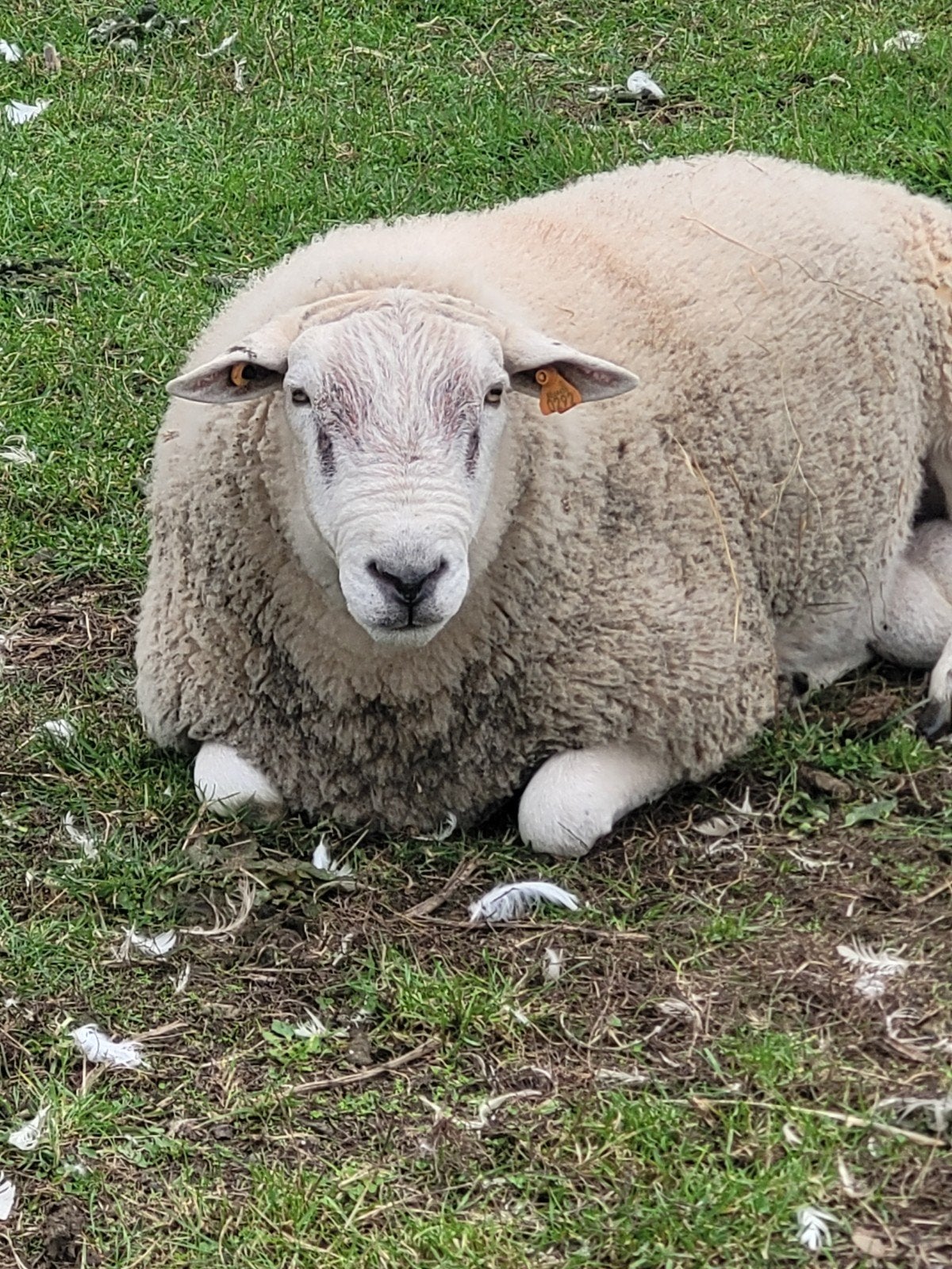 ram, Dieren en Toebehoren