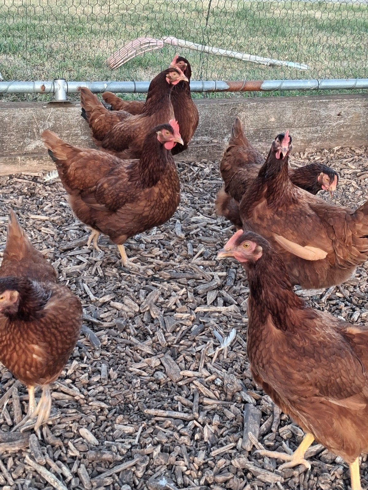 jonge legkippen, Dieren en Toebehoren