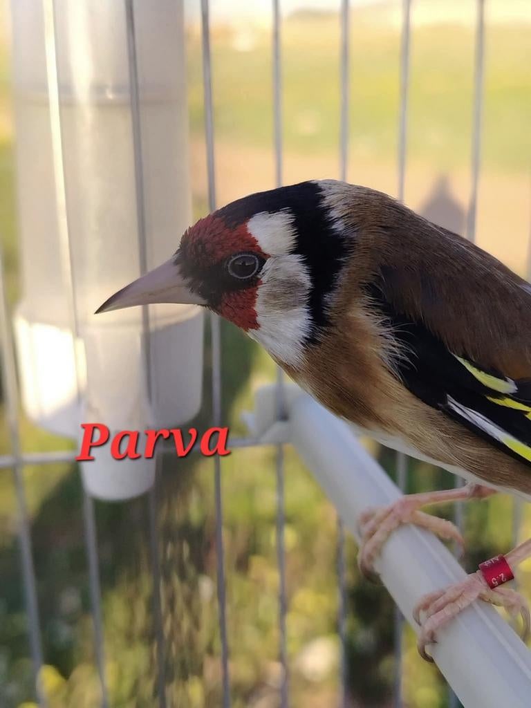 Voilà un chardonneret Parva, Animaux & Accessoires, Oiseaux | Oiseaux Autre