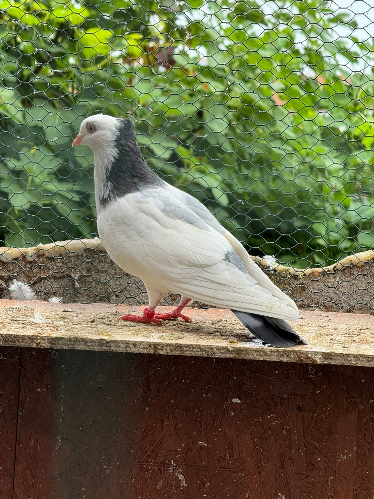 Pigeon., Animaux & Accessoires, Oiseaux | Pigeons
