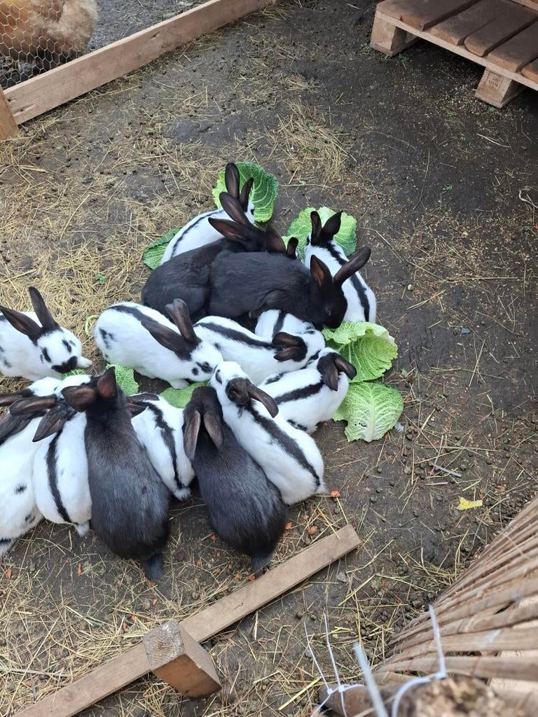 Konijnen van uitstekende kwaliteit, twee en een halve maan 1, Dieren en Toebehoren, Pluimvee