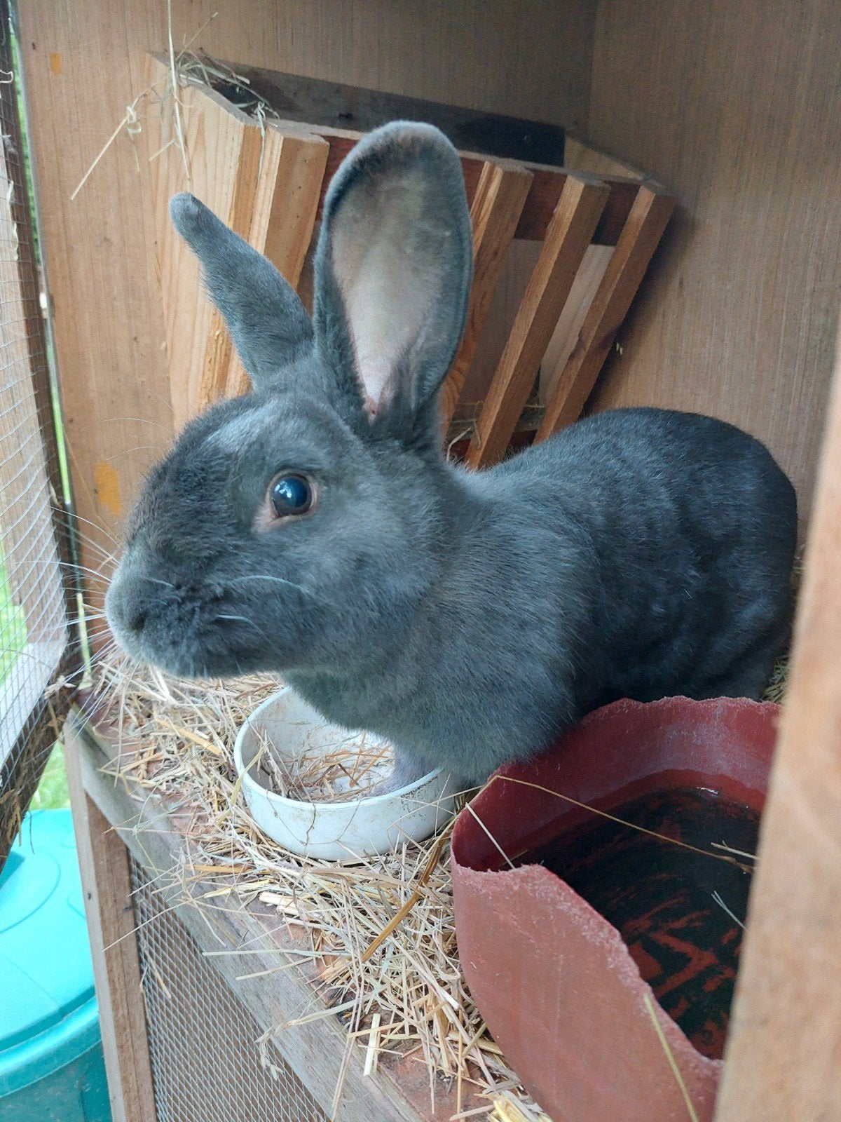 Blauw van Ham Voedster, Dieren en Toebehoren