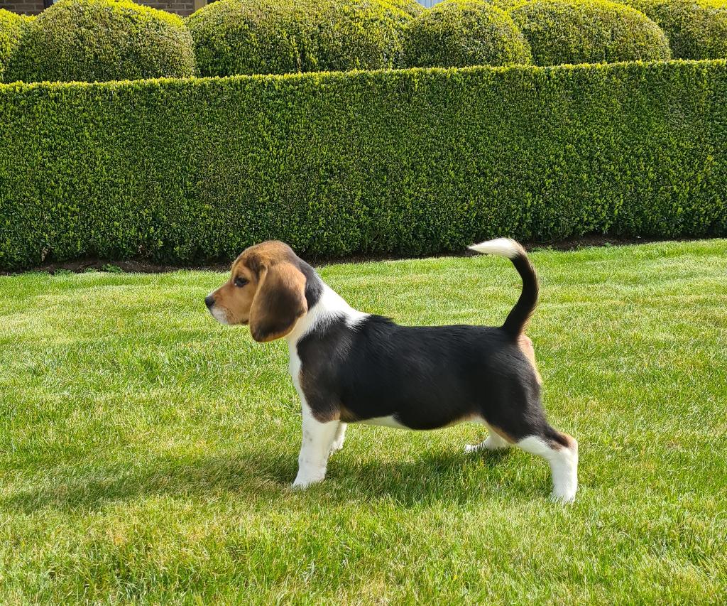 chiots beagle, Beagle, Plusieurs, Hépatite contagieuse (maladie de Rubarth), Belgique