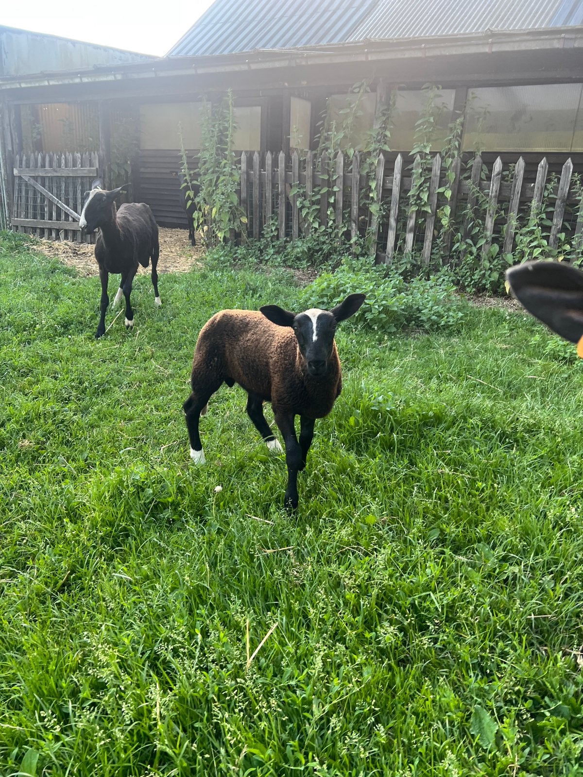 Zwartbles ram, Dieren en Toebehoren, Schapen, Geiten en Varkens