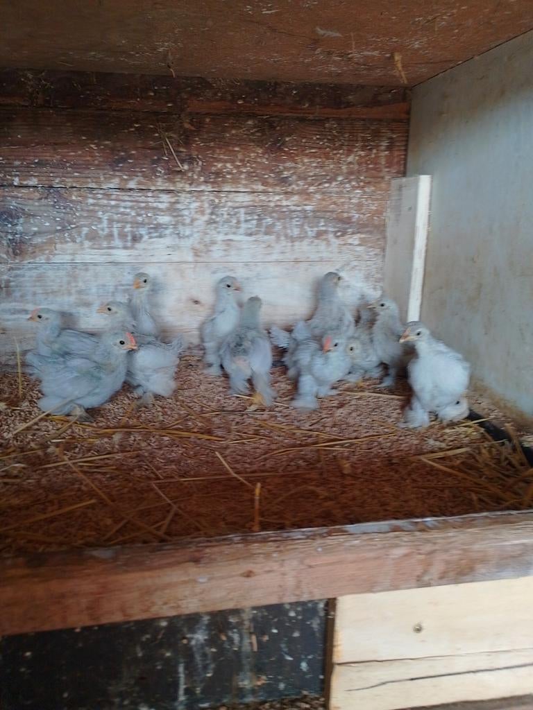 Cochin kriel, Dieren en Toebehoren, Pluimvee