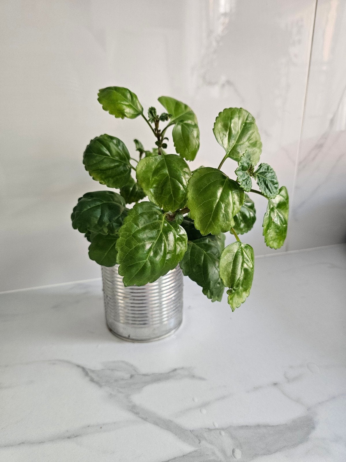 Différents types de plantes d'intérieur, Enlèvement