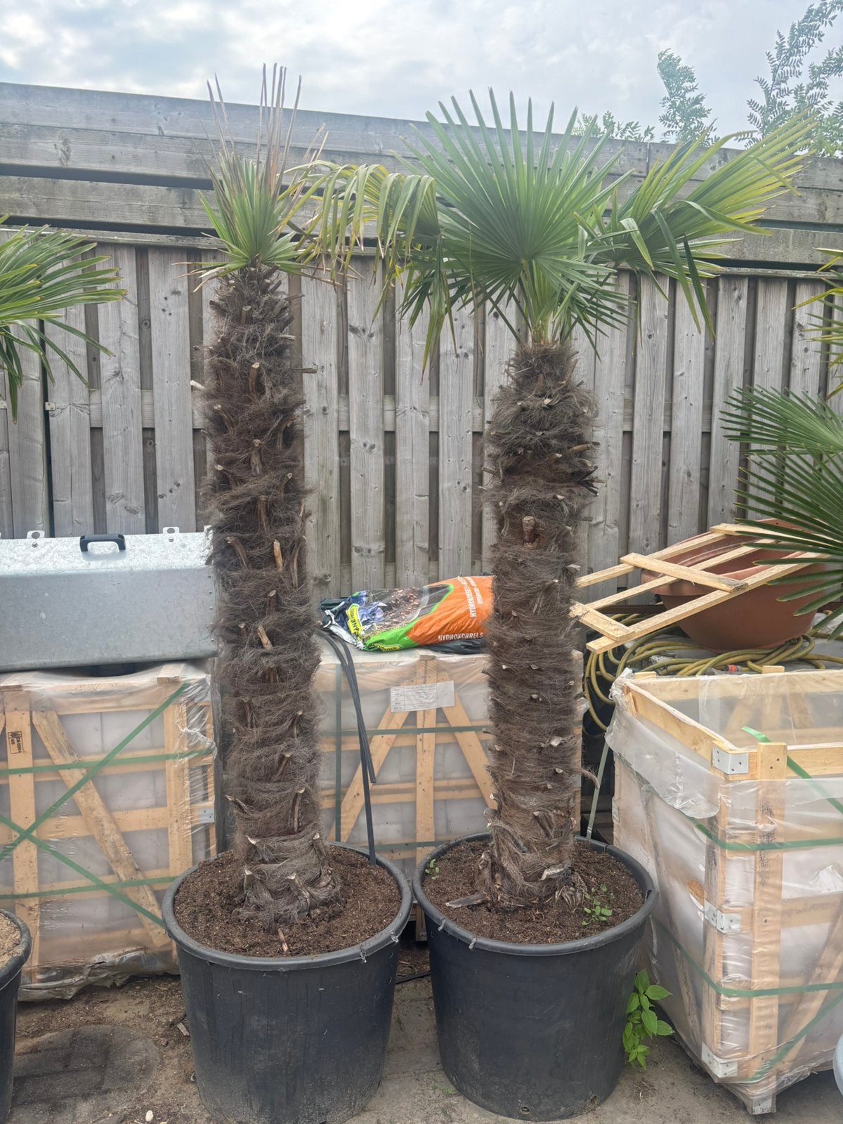 Palmboom 2 stuks, Tuin en Terras, 100 tot 250 cm, Zomer, Palmboom, Ophalen