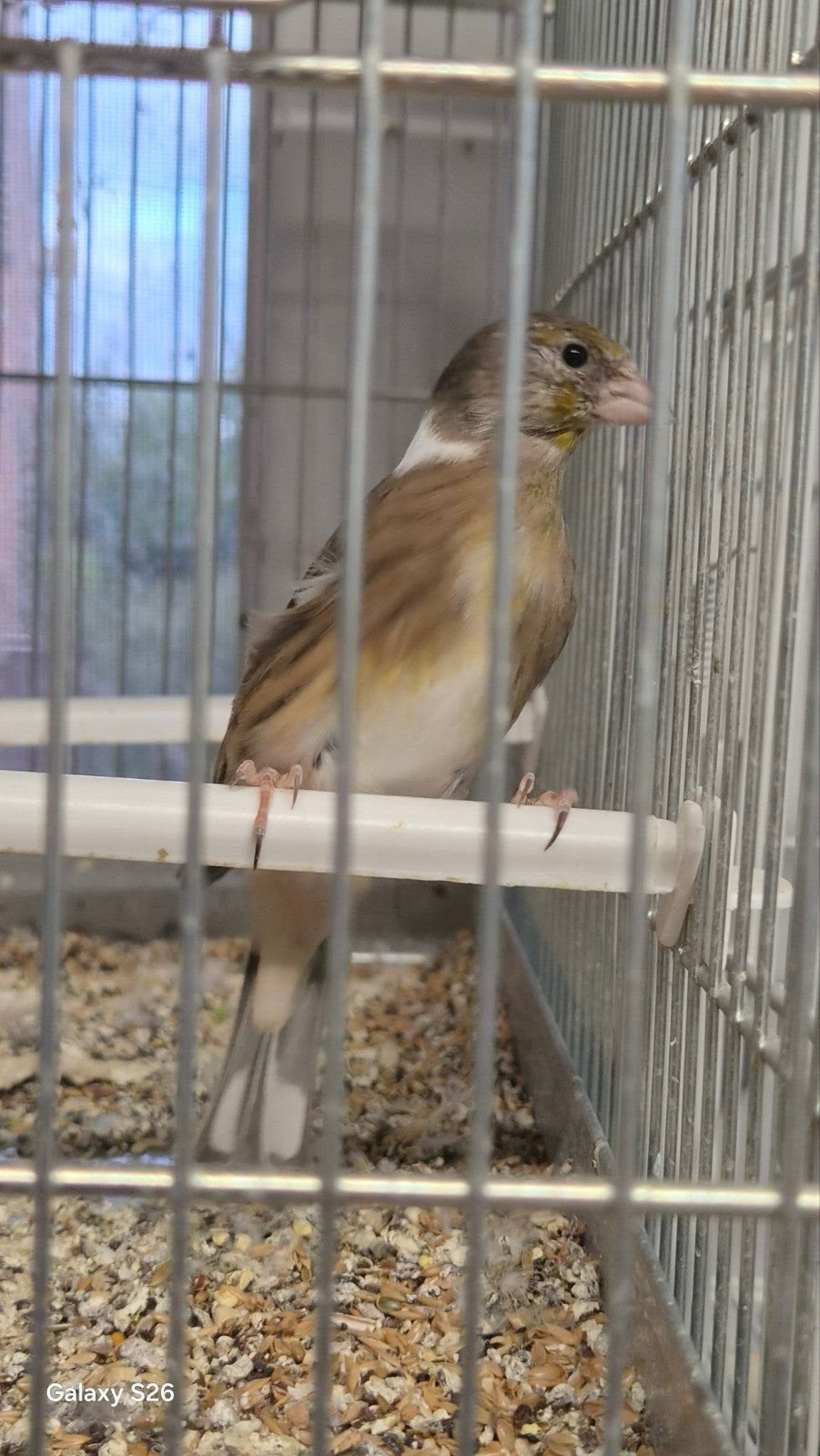 kanarie x putter, Dieren en Toebehoren