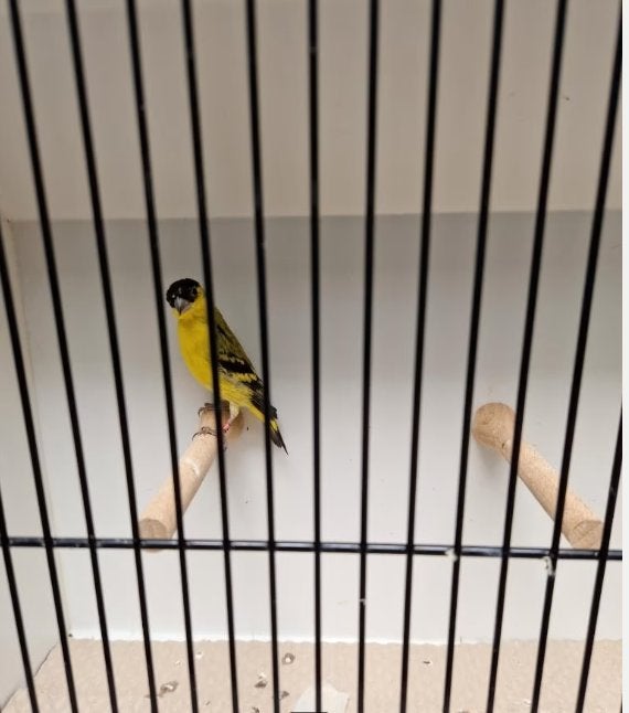 Yarrelsijzen en geelbuiksijzen, Dieren en Toebehoren, Meerdere dieren, Tropenvogel, Geringd