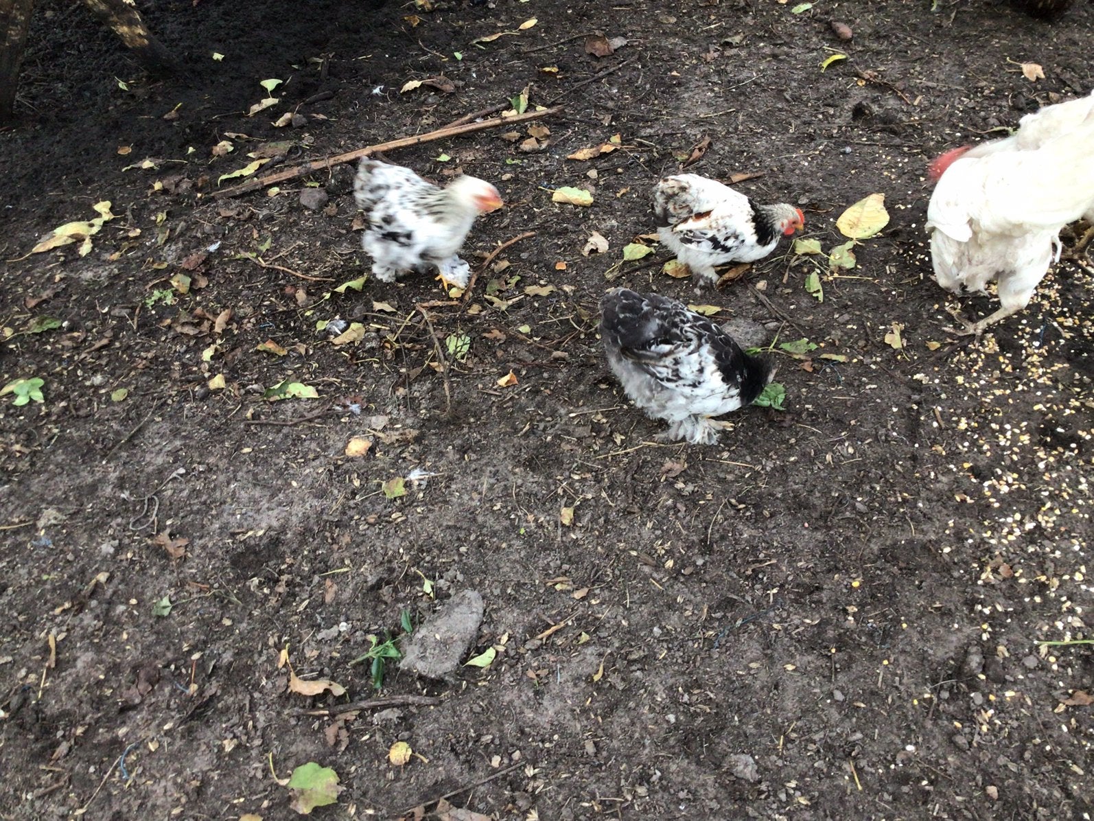 Chocin haantjes, Dieren en Toebehoren