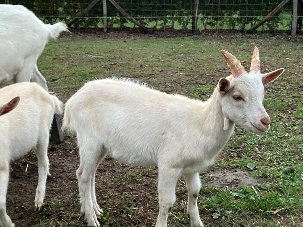 Geit - Saanengeit - melkgeit, Dieren en Toebehoren, Geit