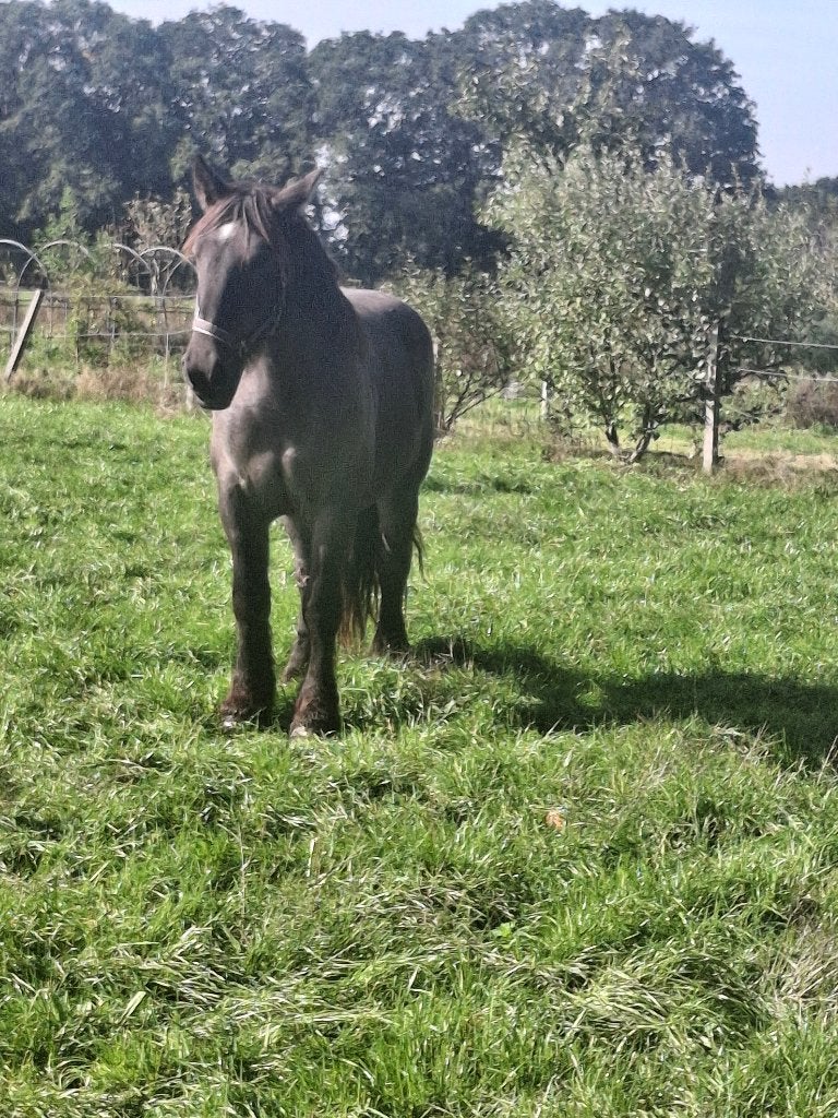 Goed thuis gezocht voor een trekpaard, Dieren en Toebehoren, Ruin, 3 tot 6 jaar, Gechipt, 160 tot 165 cm