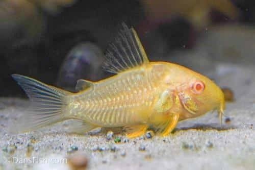Corydoras sterbai albinos, Animaux & Accessoires, Poissons | Poissons d'aquarium