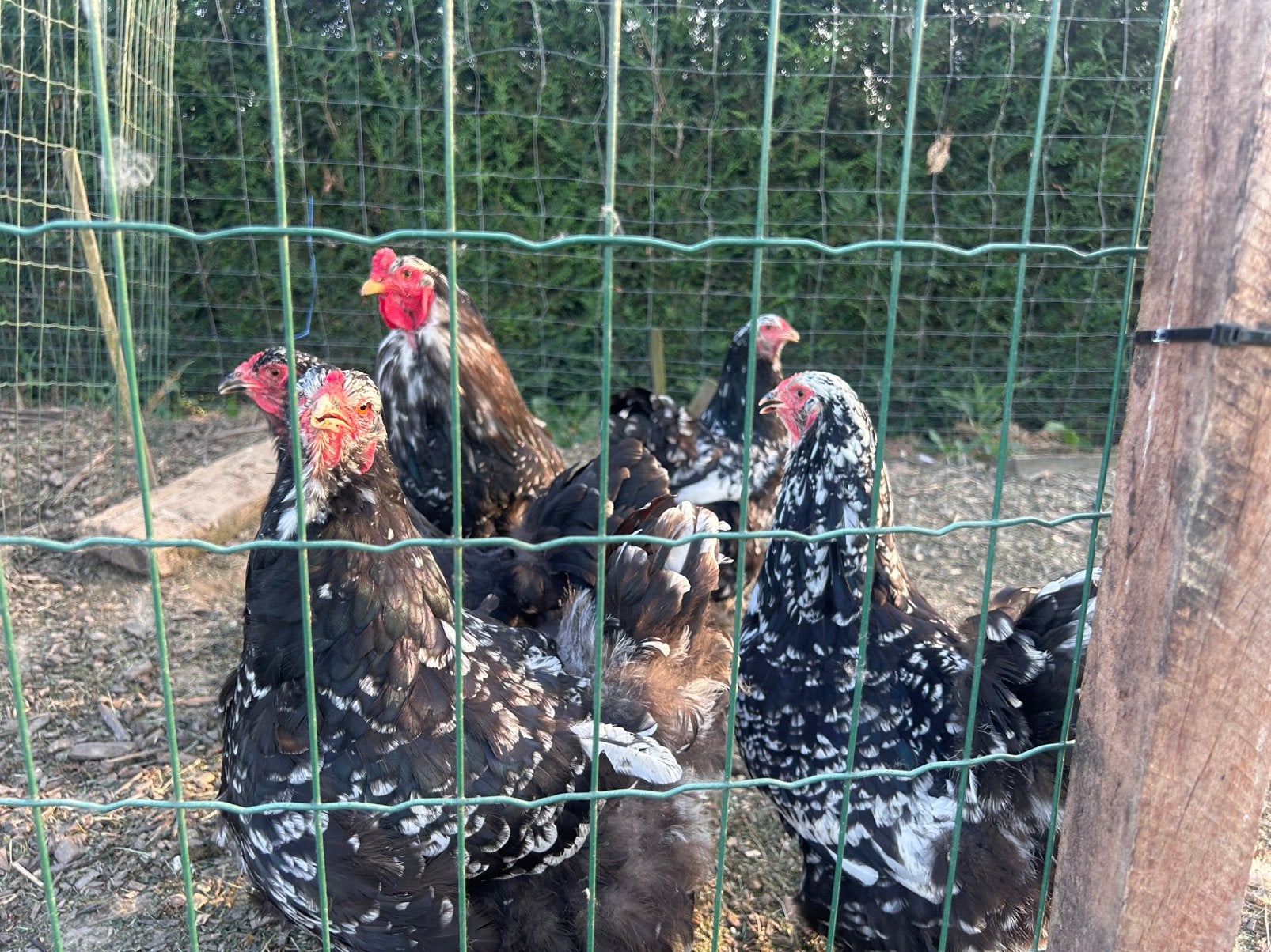 Brahma zwart/wit hennen, Femelle, Poule ou poulet