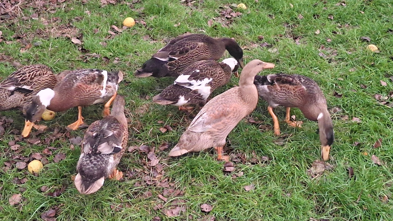 jonge indische loopeenden, Dieren en Toebehoren