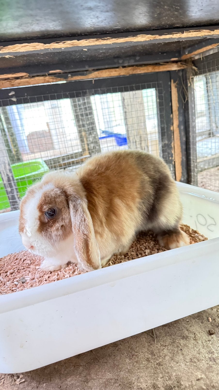 Deze lieverd zoekt nog een huisje ( voedster ), Dieren en Toebehoren, Konijnen
